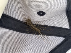 Allothereua maculata