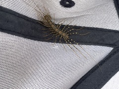 Allothereua maculata