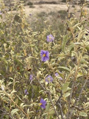 Solanum hindsianum