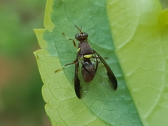 Dacus bivittatus