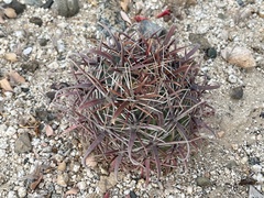 Ferocactus peninsulae