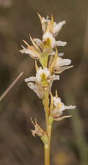 Prasophyllum tunbridgense