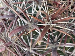 Ferocactus peninsulae