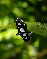 Bocchoris