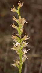 Prasophyllum tunbridgense