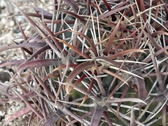Ferocactus peninsulae