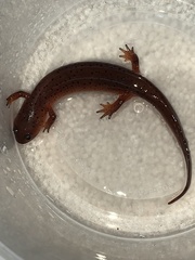 Pseudotriton montanus montanus