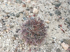 Ferocactus peninsulae