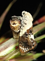 Hypertropha chlaenota