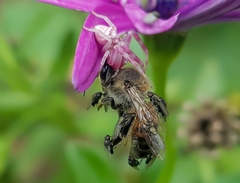 Apis mellifera scutellata