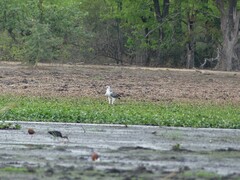 Polemaetus bellicosus