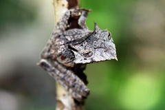 Hemiphractus proboscideus