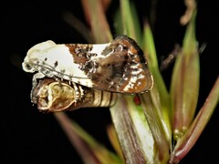 Hypertropha chlaenota