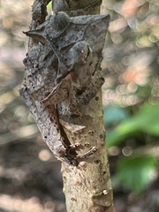 Hemiphractus proboscideus