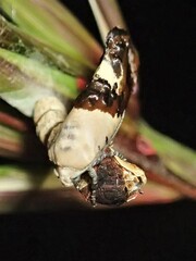 Hypertropha chlaenota