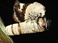 Hypertropha chlaenota