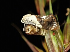 Hypertropha chlaenota