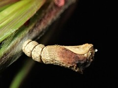 Hypertropha chlaenota