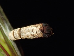 Hypertropha chlaenota