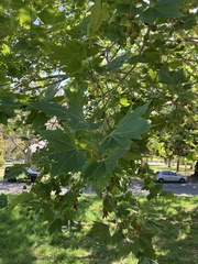 Platanus