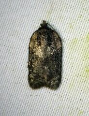 Acleris chalybeana