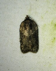 Acleris chalybeana
