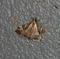 Agrioglypta itysalis