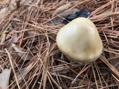 Amanita murrilliana