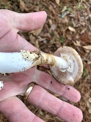 Amanita murrilliana