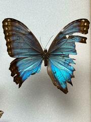 Morpho helenor
