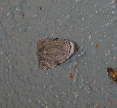Barasa cymatistis