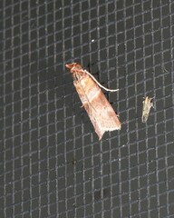 Calguia defiguralis