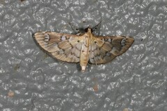 Cotachena hicana