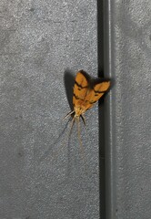 Crocanthes characotis