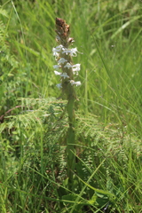 Satyrium longicauda