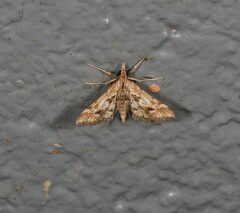 Diasemia accalis