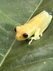 Boana cinerascens