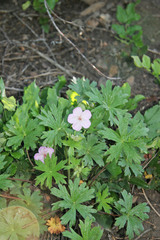 Geranium viscosissimum incisum