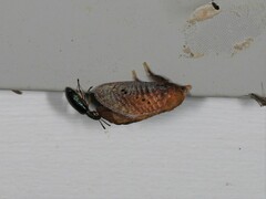 Doratifera quadriguttata