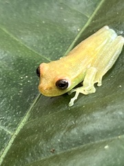Boana cinerascens