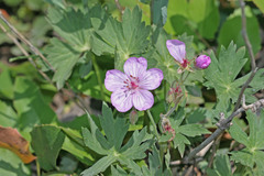 Geranium viscosissimum incisum