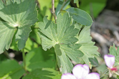 Geranium viscosissimum incisum