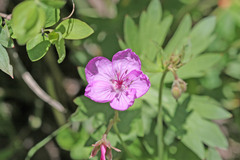 Geranium viscosissimum incisum