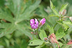 Geranium viscosissimum incisum