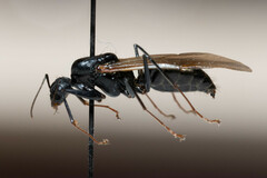 Camponotus vicinus