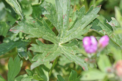 Geranium viscosissimum incisum