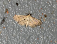 Herpetogramma cynaralis