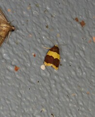 Heterallactis phlogozona