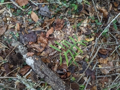 Endodeca serpentaria