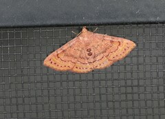 Homodes bracteigutta